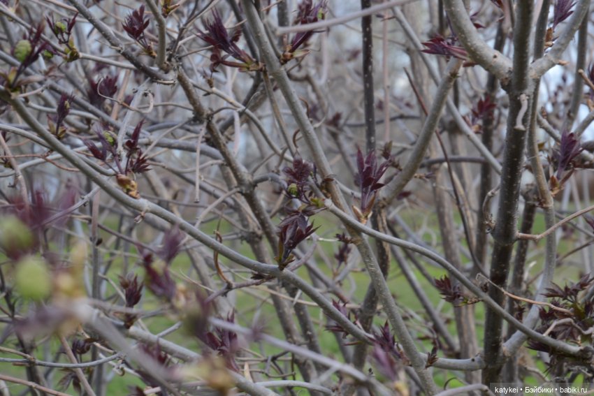 И так зелёные — Авторские мишки Тедди и друзья: фото