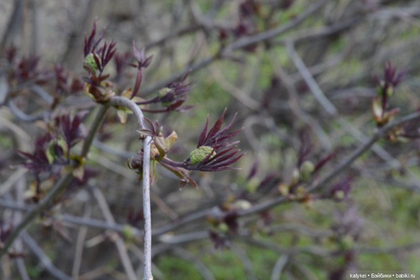 И так зелёные — Авторские мишки Тедди и друзья: фото