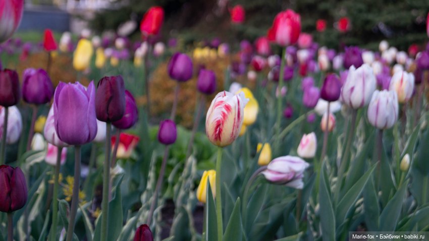 В тот месяц май...часть вторая