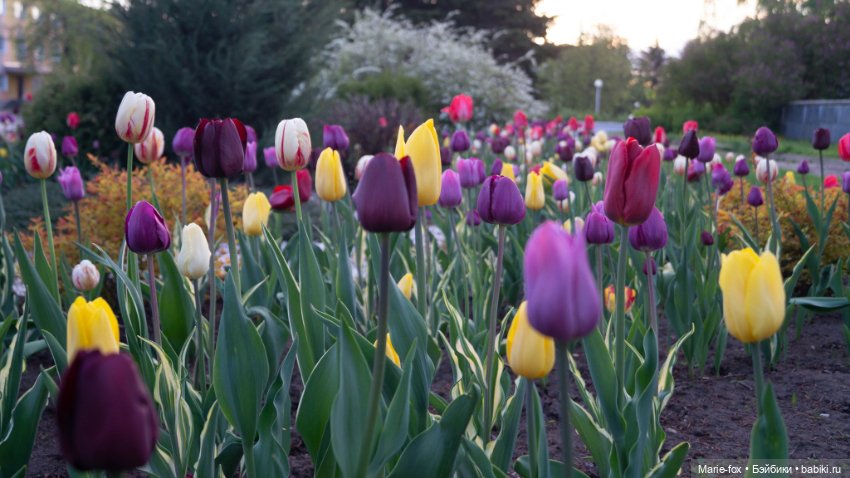 В тот месяц май...часть вторая