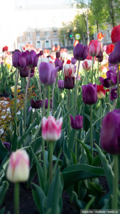 В тот месяц май...часть первая
