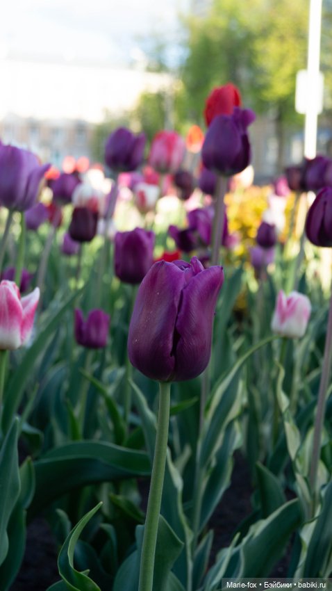 В тот месяц май...часть первая