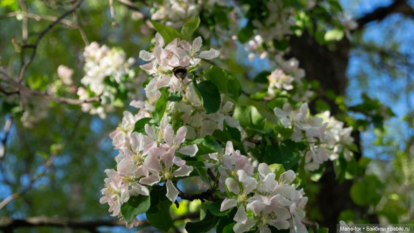 В тот месяц май...часть первая