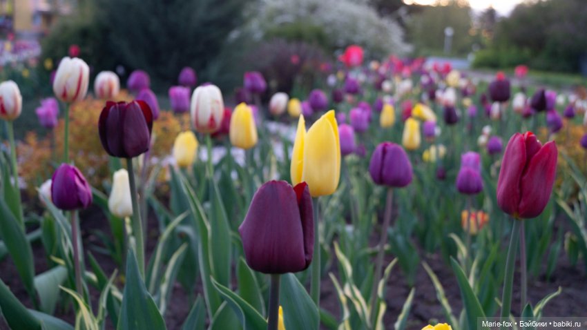 В тот месяц май...часть вторая