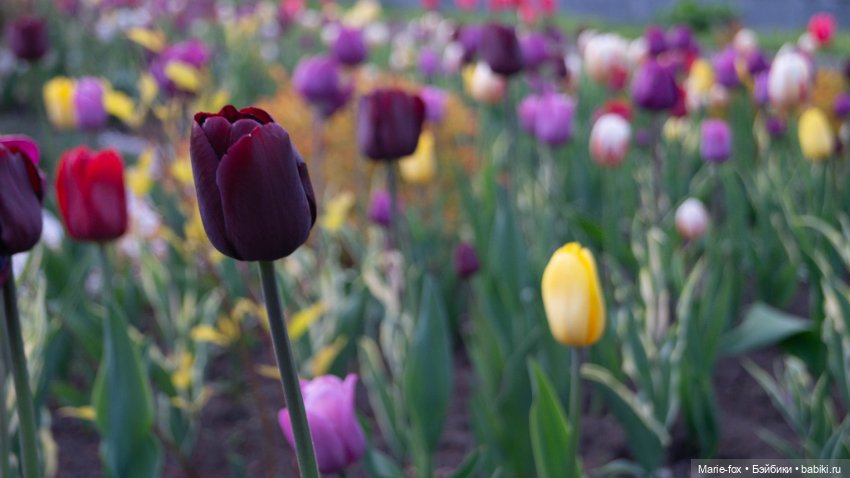 В тот месяц май...часть вторая