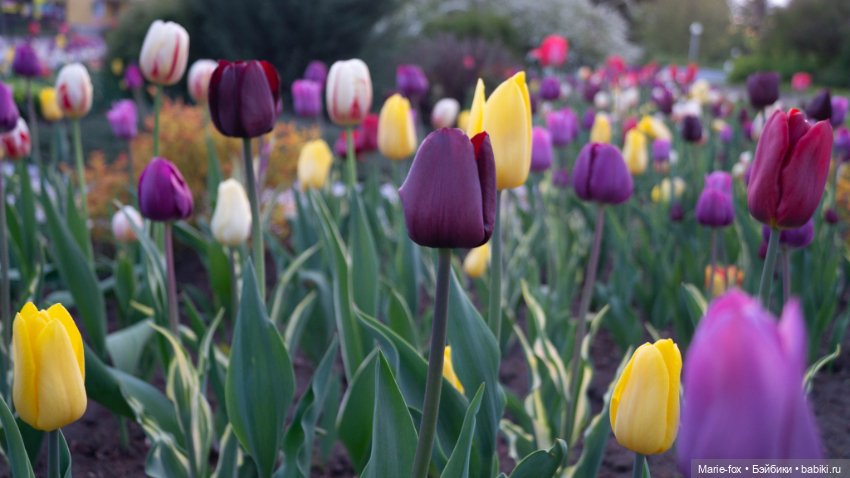 В тот месяц май...часть вторая