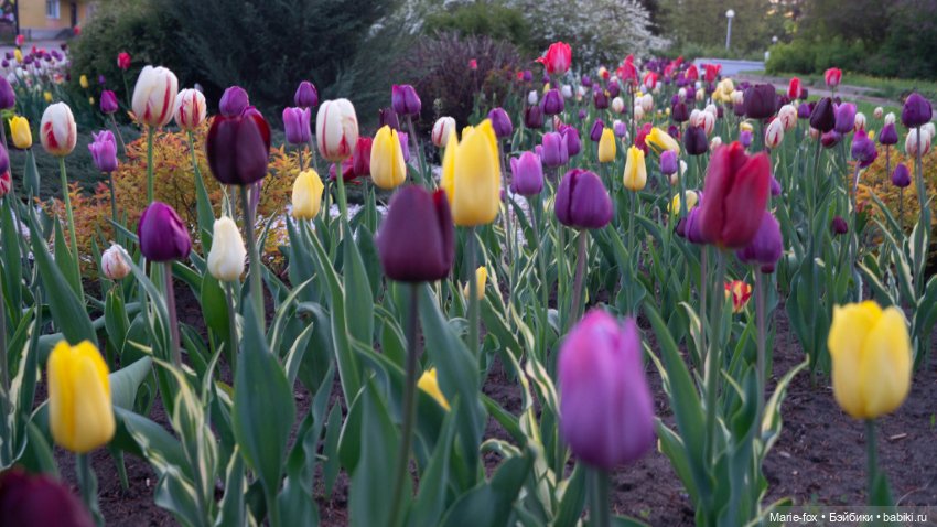 В тот месяц май...часть вторая