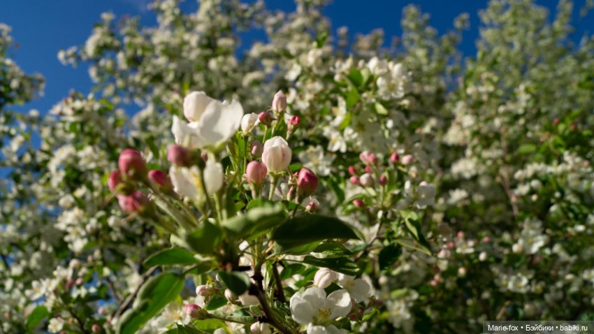 В тот месяц май...часть первая
