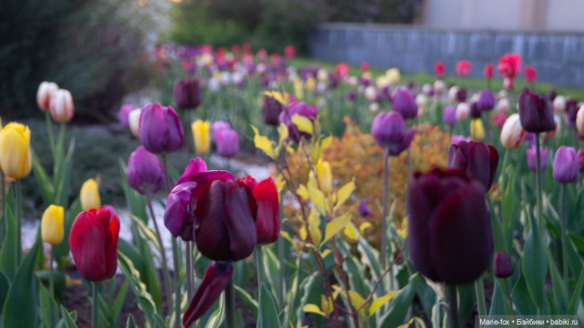 В тот месяц май...часть вторая