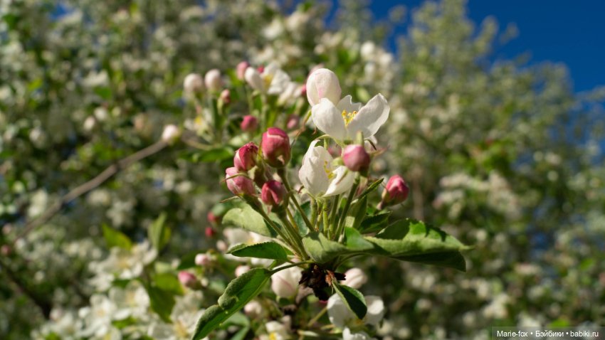 В тот месяц май...часть первая