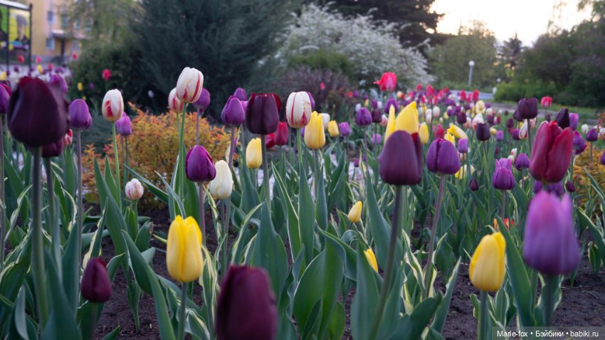 В тот месяц май...часть вторая