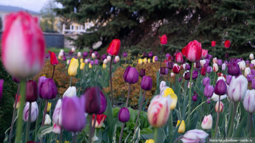 В тот месяц май...часть вторая