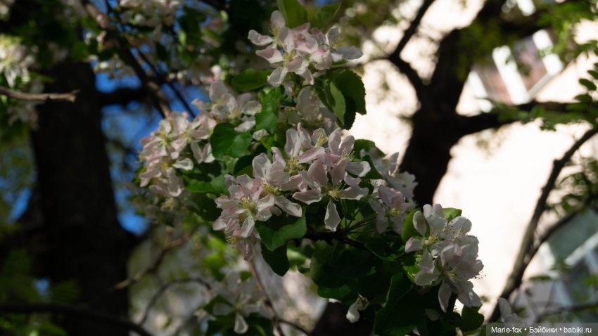 В тот месяц май...часть первая