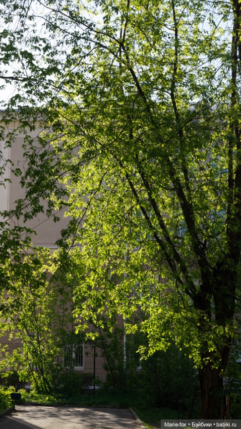 В тот месяц май...часть первая