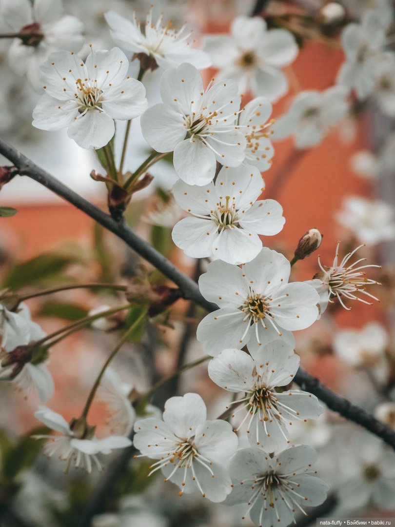 Кэнди и цветущие вишни — Азиатские виниловые куклы (разное): Китай (фото 7)
