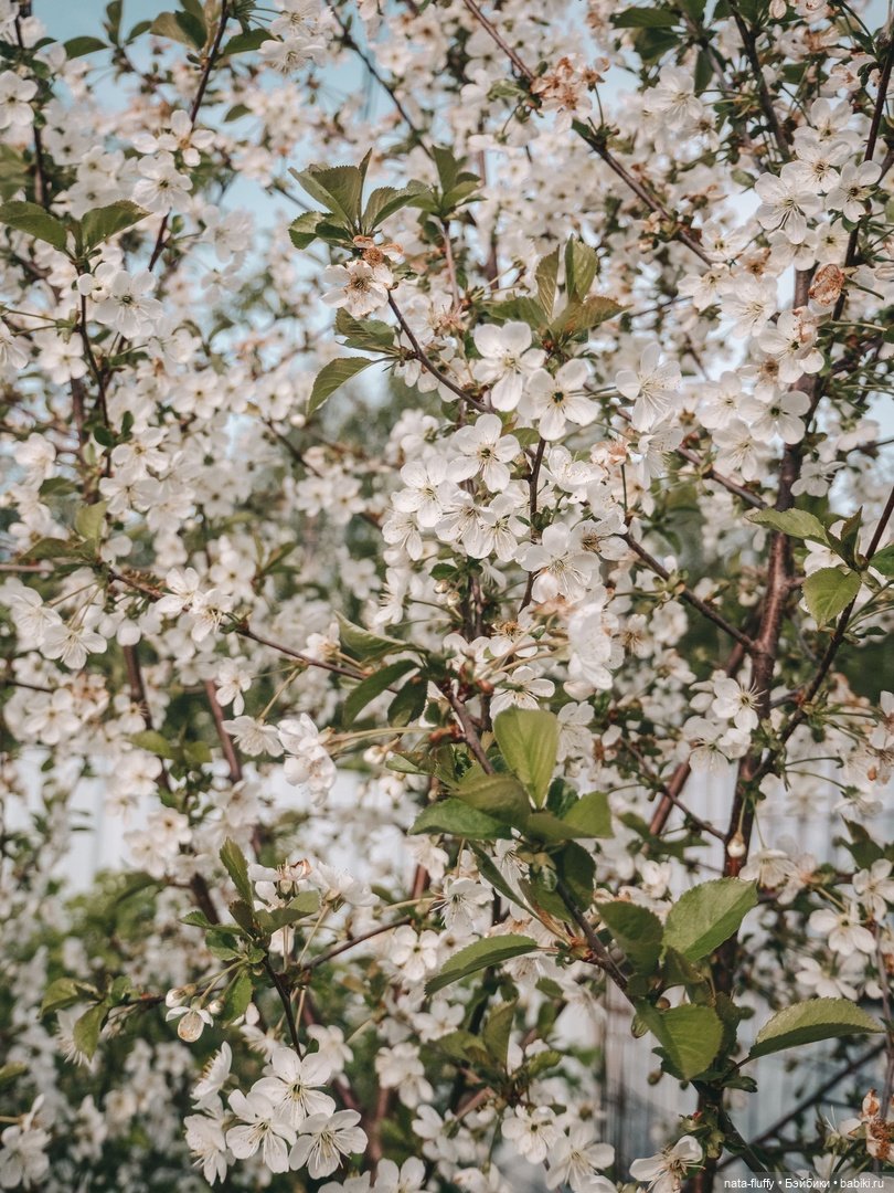 Кэнди и цветущие вишни — Азиатские виниловые куклы (разное): Китай (фото 6)