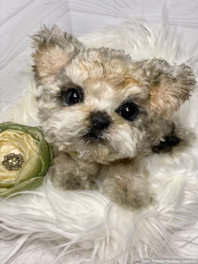 Бузя🐶 — Реалистичные игрушки и звери (Натюр): собаки