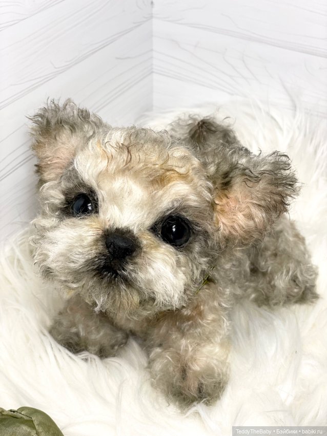 Бузя🐶 — Реалистичные игрушки и звери (Натюр): собаки