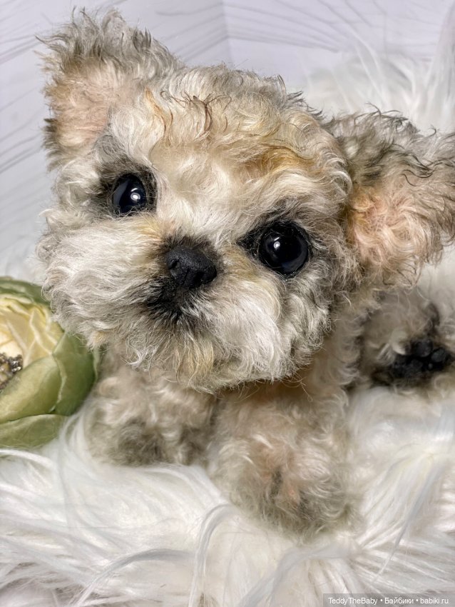 Бузя🐶 — Реалистичные игрушки и звери (Натюр): собаки (фото 10)