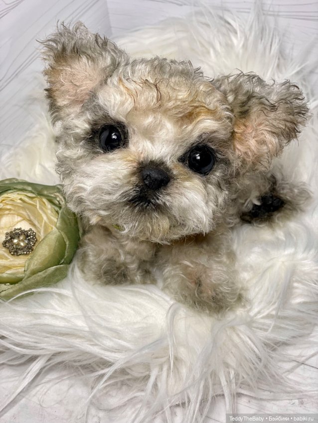 Бузя🐶 — Реалистичные игрушки и звери (Натюр): собаки