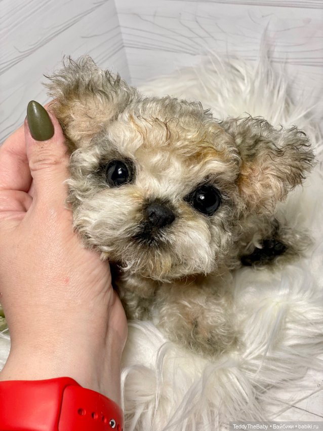 Бузя🐶 — Реалистичные игрушки и звери (Натюр): собаки