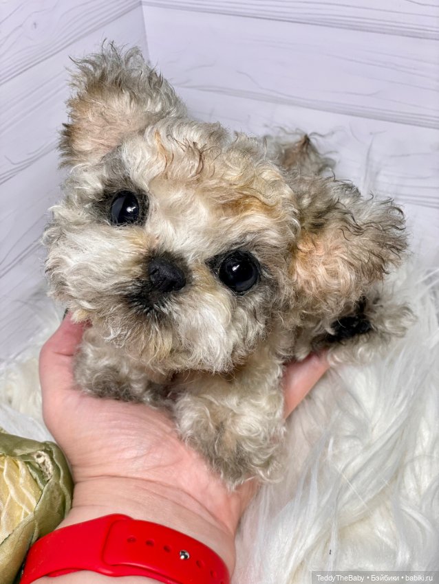 Бузя🐶 — Реалистичные игрушки и звери (Натюр): собаки (фото 7)