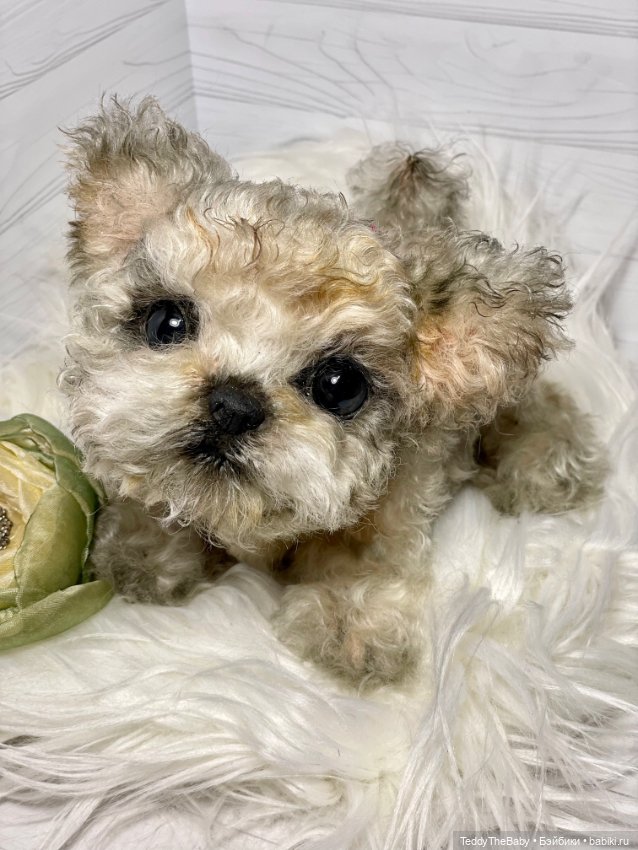 Бузя🐶 — Реалистичные игрушки и звери (Натюр): собаки (фото 4)