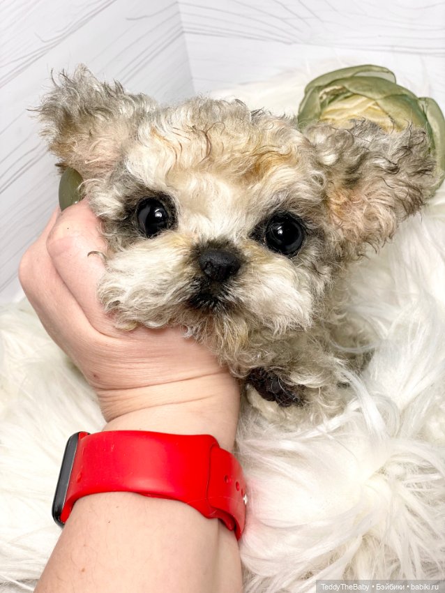 Бузя🐶 — Реалистичные игрушки и звери (Натюр): собаки