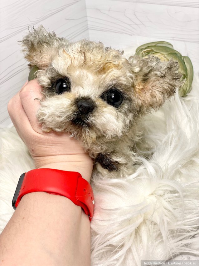 Бузя🐶 — Реалистичные игрушки и звери (Натюр): собаки