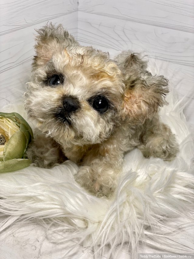 Бузя🐶 — Реалистичные игрушки и звери (Натюр): собаки (фото 5)