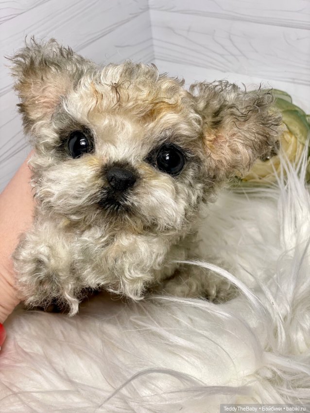 Бузя🐶 — Реалистичные игрушки и звери (Натюр): собаки