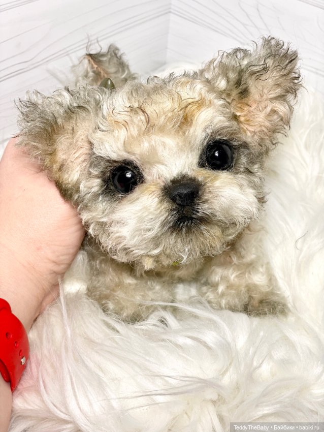 Бузя🐶 — Реалистичные игрушки и звери (Натюр): собаки