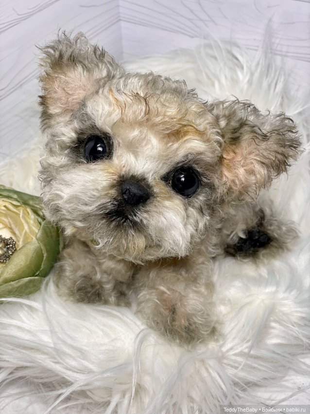 Бузя🐶 — Реалистичные игрушки и звери (Натюр): собаки