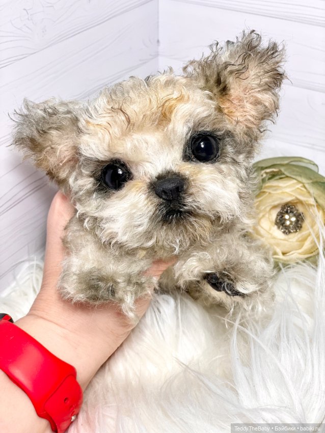 Бузя🐶 — Реалистичные игрушки и звери (Натюр): собаки