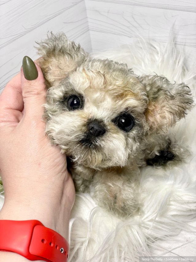 Бузя🐶 — Реалистичные игрушки и звери (Натюр): собаки