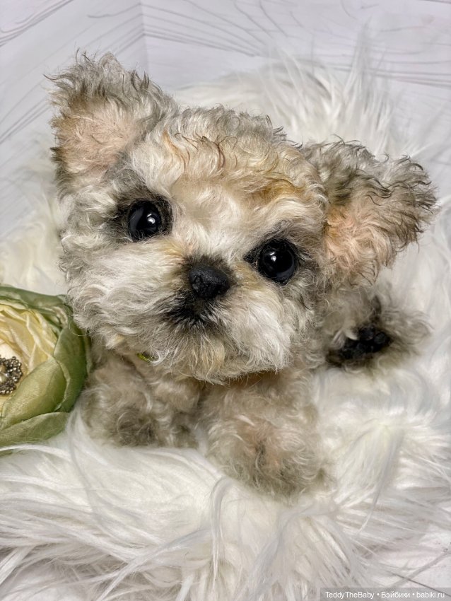 Бузя🐶 — Реалистичные игрушки и звери (Натюр): собаки