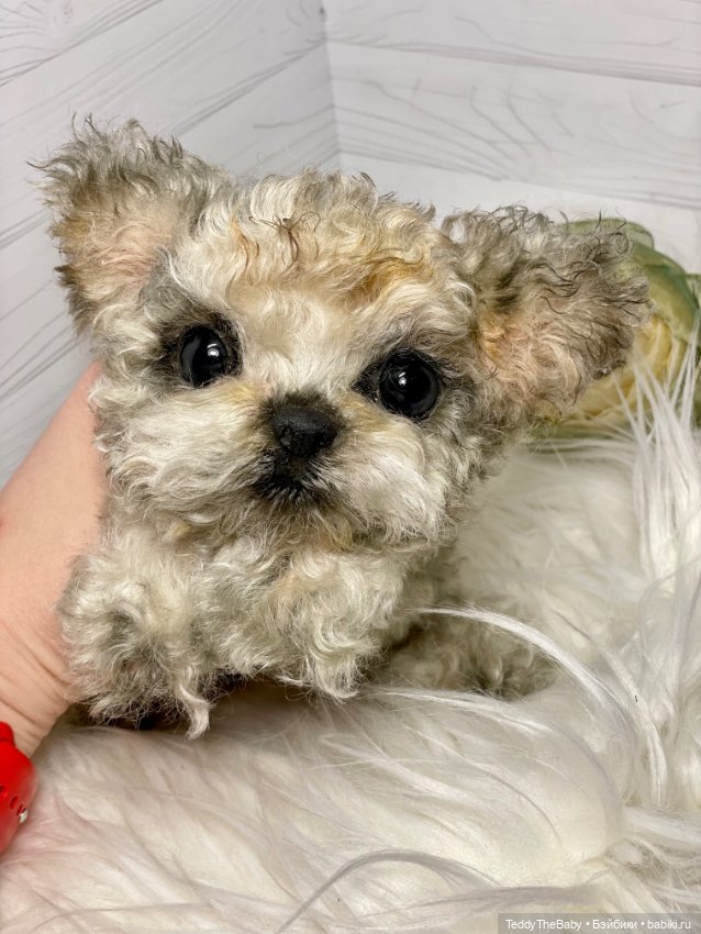 Бузя🐶 — Реалистичные игрушки и звери (Натюр): собаки