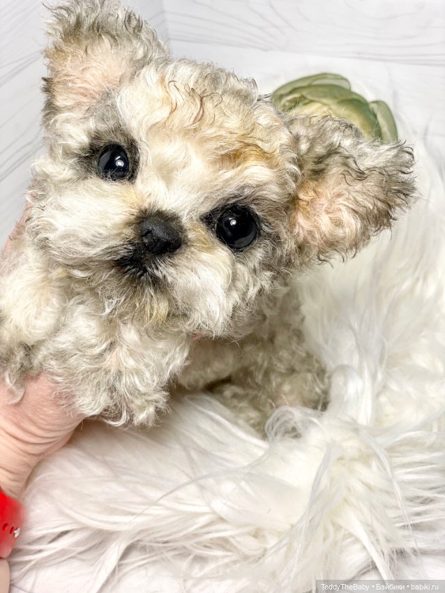 Бузя🐶 — Реалистичные игрушки и звери (Натюр): собаки