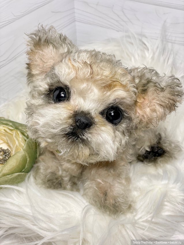 Бузя🐶 — Реалистичные игрушки и звери (Натюр): собаки