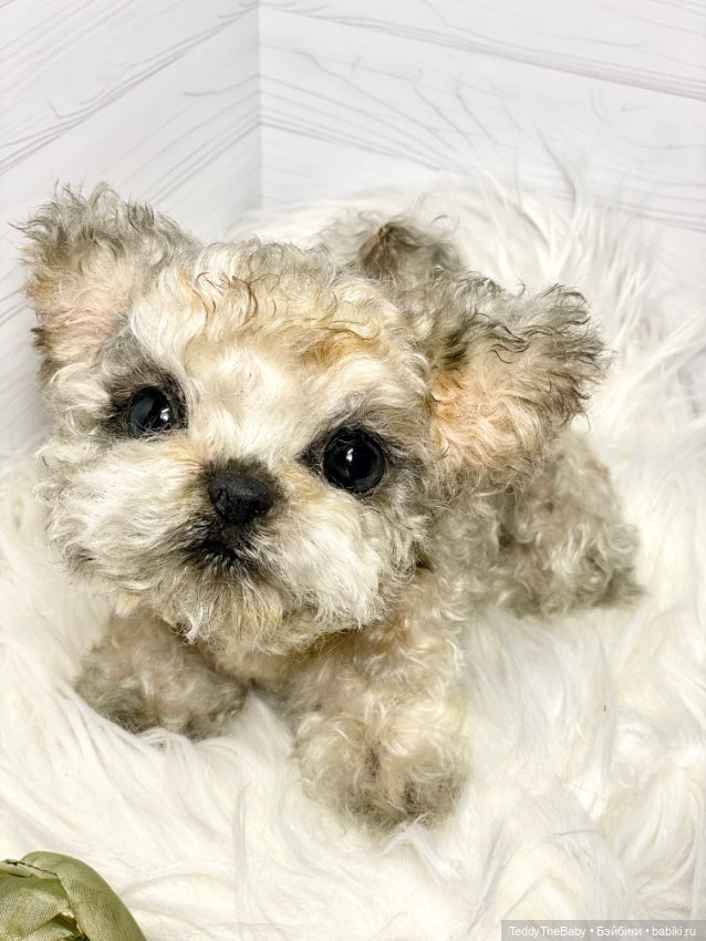 Бузя🐶 — Реалистичные игрушки и звери (Натюр): собаки