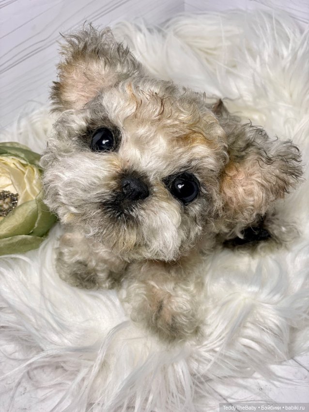 Бузя🐶 — Реалистичные игрушки и звери (Натюр): собаки (фото 8)