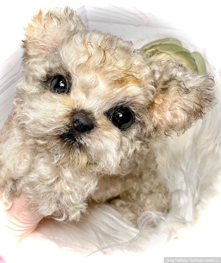 Бузя🐶 — Реалистичные игрушки и звери (Натюр): собаки (фото 3)