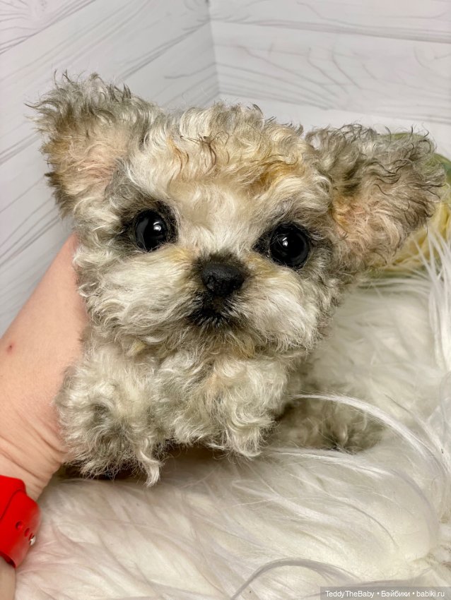 Бузя🐶 — Реалистичные игрушки и звери (Натюр): собаки