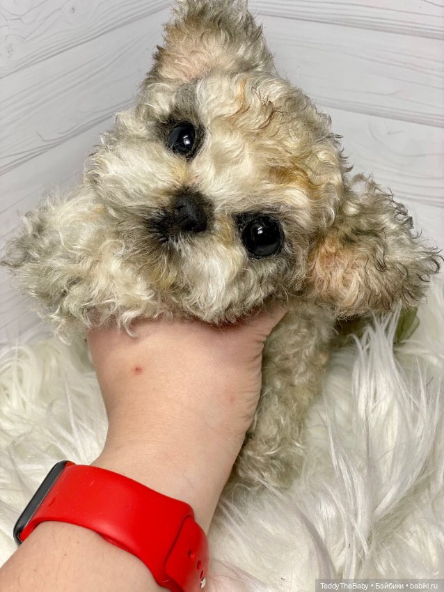 Бузя🐶 — Реалистичные игрушки и звери (Натюр): собаки