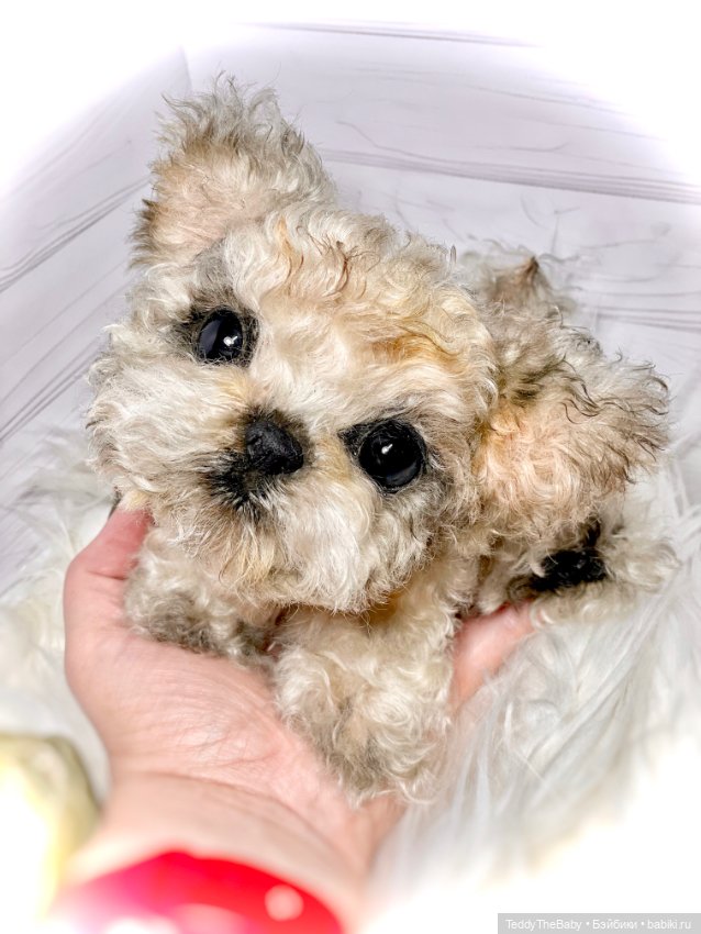 Бузя🐶 — Реалистичные игрушки и звери (Натюр): собаки (фото 2)