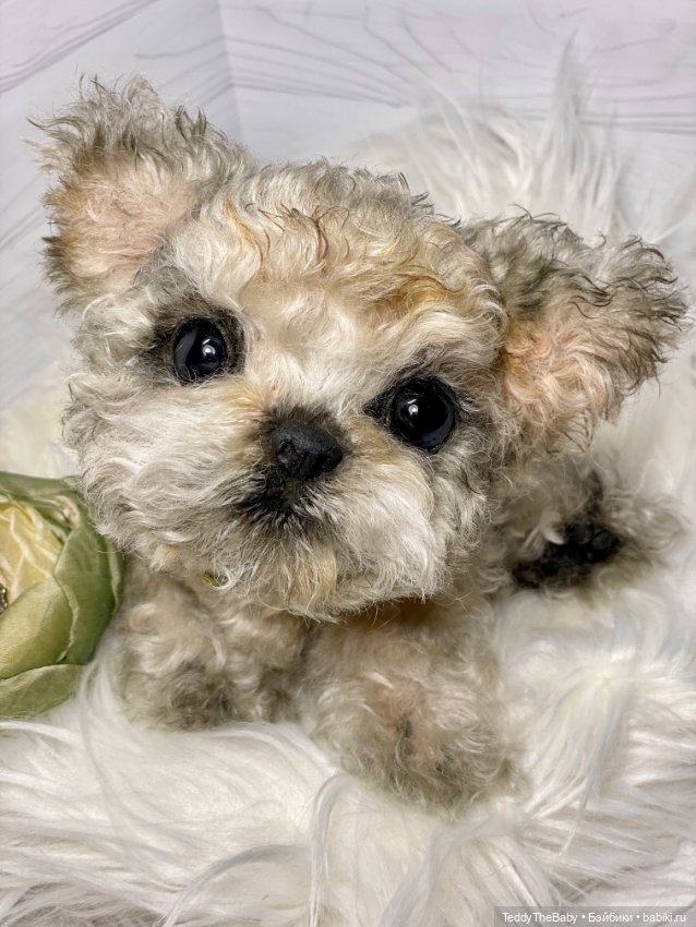 Бузя🐶 — Реалистичные игрушки и звери (Натюр): собаки (фото 9)