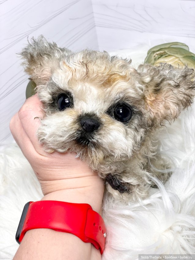 Бузя🐶 — Реалистичные игрушки и звери (Натюр): собаки