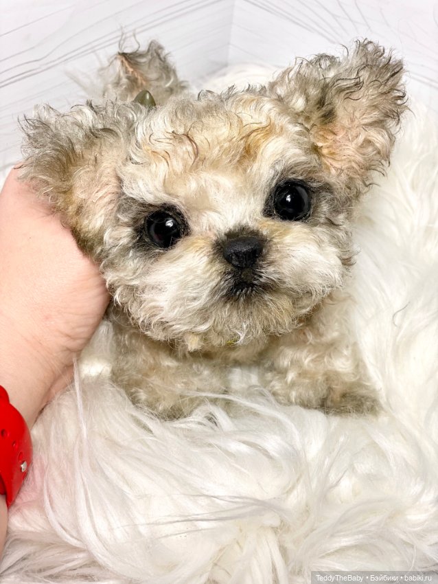 Бузя🐶 — Реалистичные игрушки и звери (Натюр): собаки