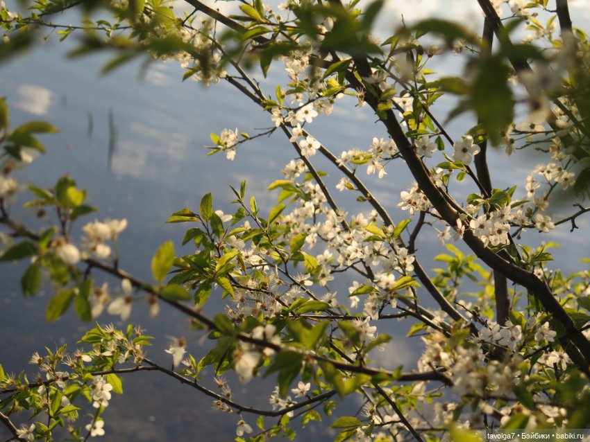 Май 2023 в Москве — Азиатские виниловые куклы (разное): Китай