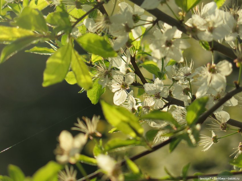 Май 2023 в Москве — Азиатские виниловые куклы (разное): Китай